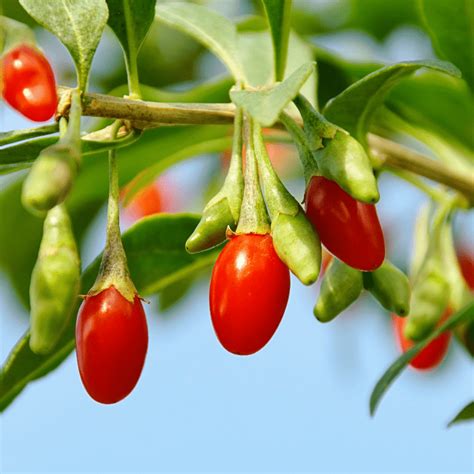 Goji Berry - Just Berry Plants