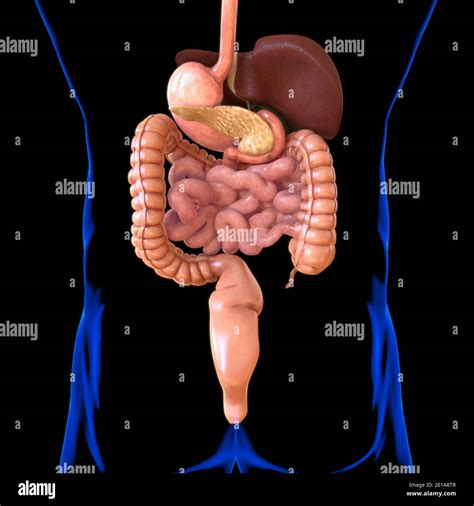 Human Digestive System Anatomy For Medical Concept 3d Illustration