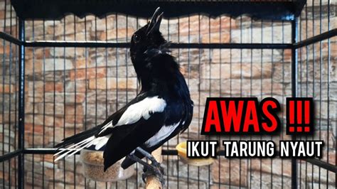 Kacer Gacor Konslet Tarung Ngobra Ini Paling Ampuh Buat Pancingan Kacer