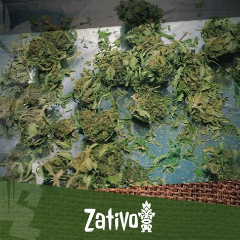 How To Decarboxylate Your Cannabis Zativo