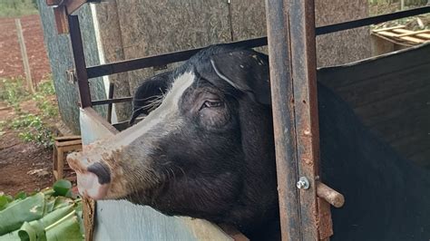 Como Eliminar Os Vermes Dos Porcos Verm Fugo Narutal Da Maneira