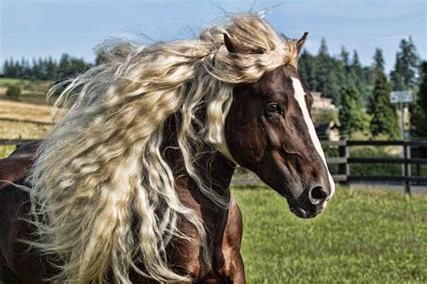 Meet The Endangered Black Forest Horse Of Germany