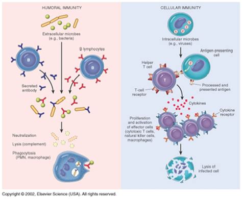 Lymph And Immune System Anatomy And Physiology Ii