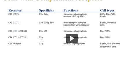 Lecture The Complement System Flashcards Quizlet