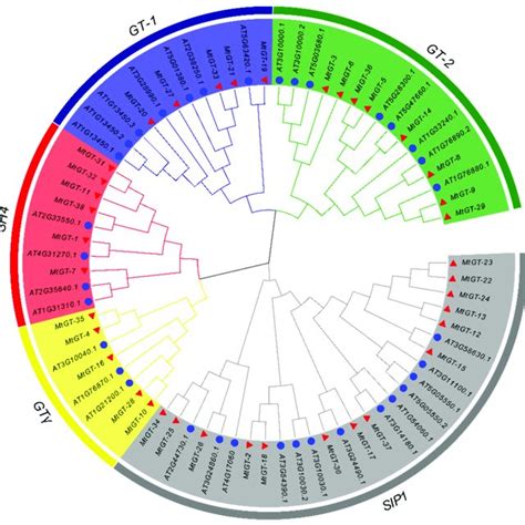 Phylogenetic Tree Of Trihelix Proteins In M Truncatula And A