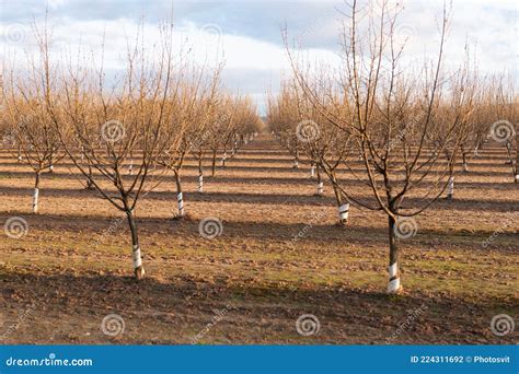 Farming And Tree Planting Concept Plantation Of Orchard Tree Naked