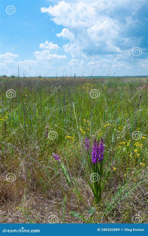 Orchis Mascula Early Purple Orchid Flowering Plants From The Steppe