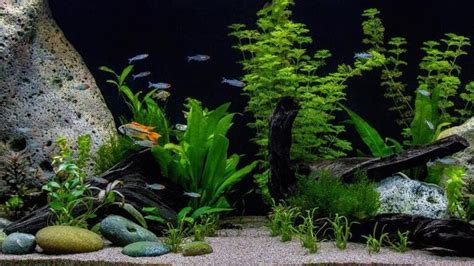 Different Types Of Aquarium Plants