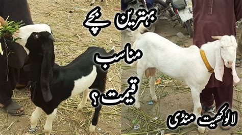 Lalukhet Bakra Mandi Rates On 06 Aug Bakra Mandi Karachi 2023