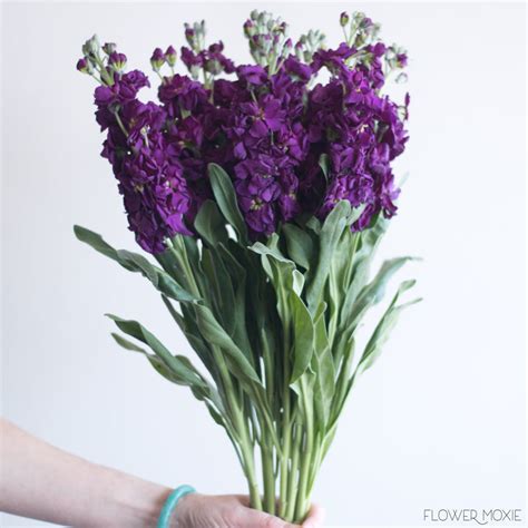 Dark Purple Stock | DIY Wedding Flowers | Flower Moxie