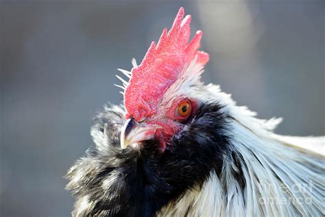 Salmon Faverolle Rooster Photograph by Denise Bruchman