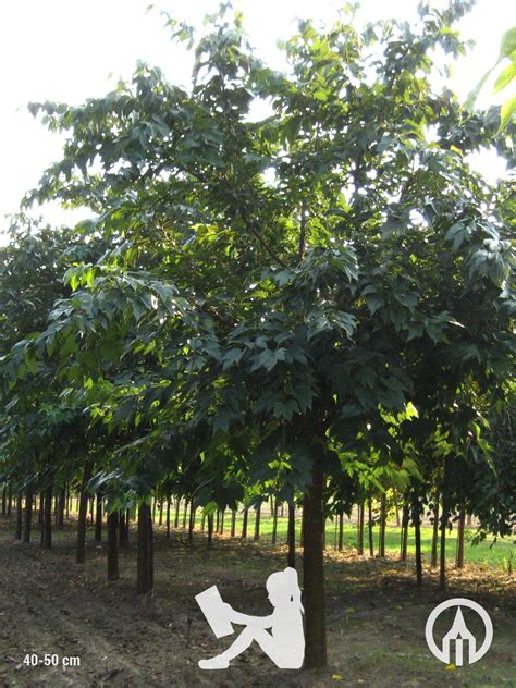 Morus Alba Macrophylla Boomkwekerijen M Van Den Oever Zonen