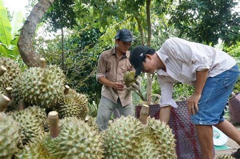 V Sao S U Ri Ng Musang King Tr Ng Mi N T Y Gi B N T