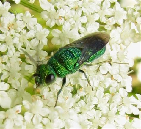 Pollinators My Metallic Green Bees