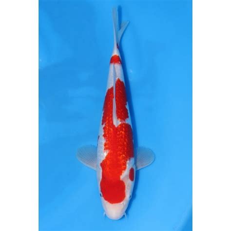 Maruyama Gin Rin Kohaku A Mmg Koi From Queni Koi Ltd Uk