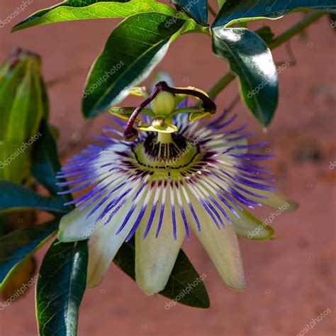 Flor Azul o Passiflora Passiflora caerulea hojas en jardín tropical