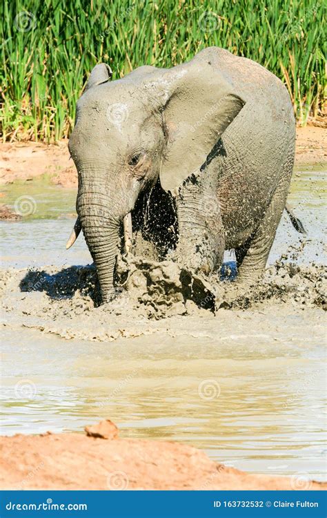 Baby Elephant Bathing at Addo Elephant National Park Stock Photo ...