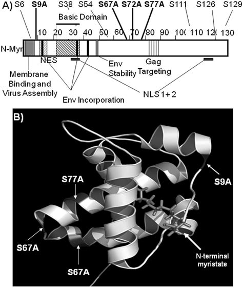 Figure From Mutation Of Critical Serine Residues In Hiv Matrix