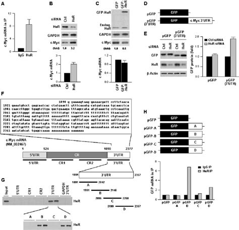 HuR Represses C Myc Expression A HeLa Cell Lysates Were Subjected