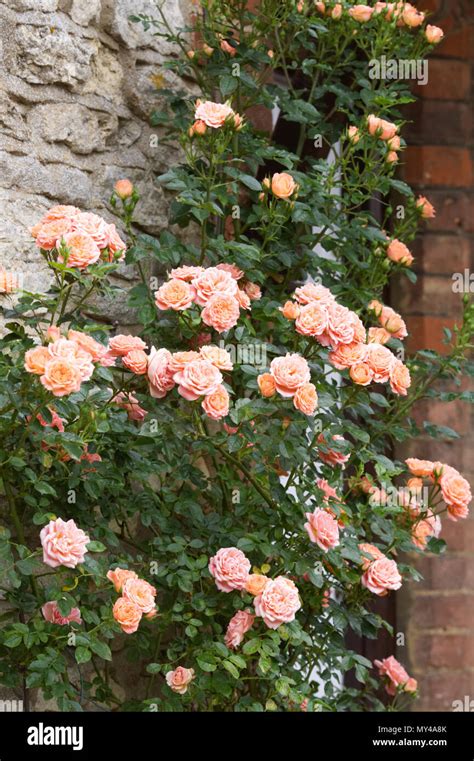 Climbing Rose Against Wall Banque D Image Et Photos Alamy