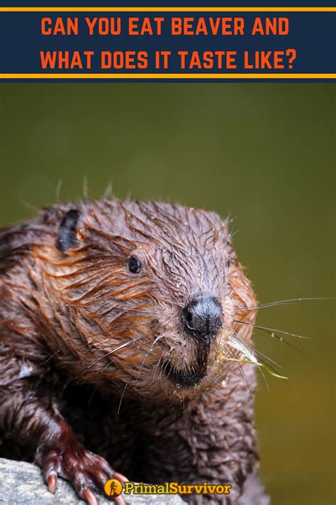 Can You Eat Beaver Meat And How Does It Taste