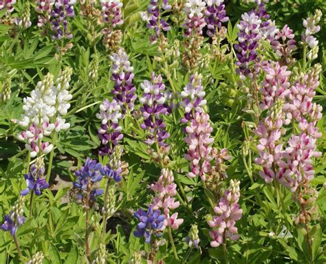 Dwarf Pixie Delight Lupine Lupinus Hartwegii Nanus Applewood Seed Co