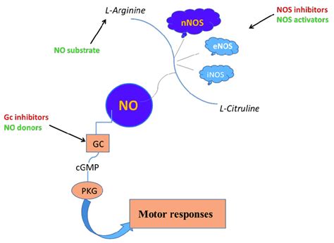 Simplified Scheme Representing The Main Signaling Pathway Through Which Download Scientific