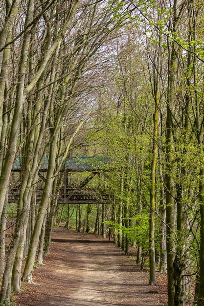 Un camino por el bosque con árboles y un puente al fondo Foto Premium