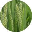 Growing Sugarcane Fertilizers For Sugarcane ICL India