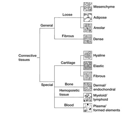 Comparative Vert Anatomy Exam 2 Flashcards Quizlet