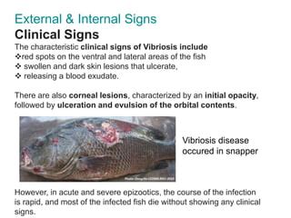 Vibriosis in fish | PPT