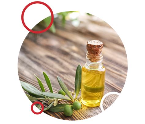 Olive Leaf Extract Supplement Factory