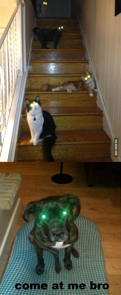 Laserbeam Kitties COME AT ME BRO 9GAG