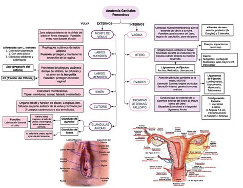 Fichas De Aprendizaje Ginecologia Fisiologia De Las Contraccion The