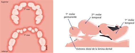 Evolución de las arcadas dentarias de dentición temporal a mixta