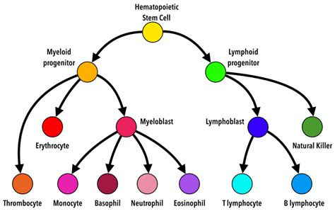 Differentiation tree for blood cells | Download Scientific Diagram