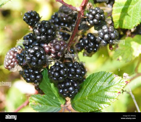 how to know when to pick blackberries