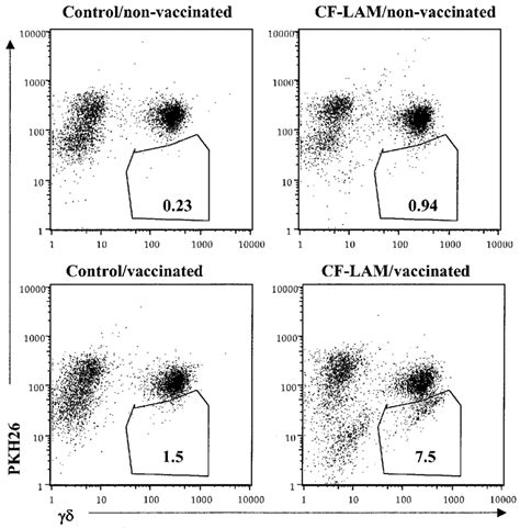 In Vitro Stimulation Of Pbmc With Culture Filtrate Protein L Results In