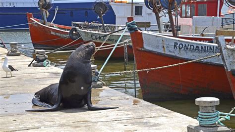 Entierran 180 cadáveres de lobos marinos para evitar más contagios de