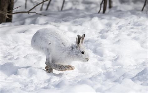 Wild About Winter The Snowshoe Hare The Creemore Echo