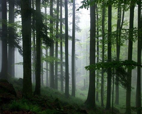 Raining Forest Wallpapers Top Free Raining Forest Backgrounds