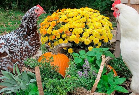 Купить куры-несушки - Куры молодки по низким ценам от птицефабрики 🐔 ...