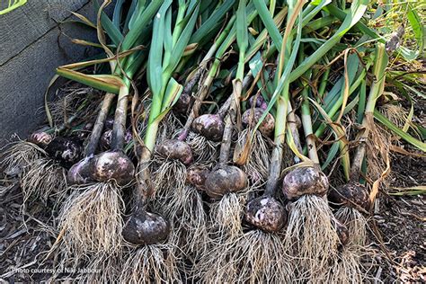 Have You Ever Grown Garlic Cleveland County Master Gardener Association