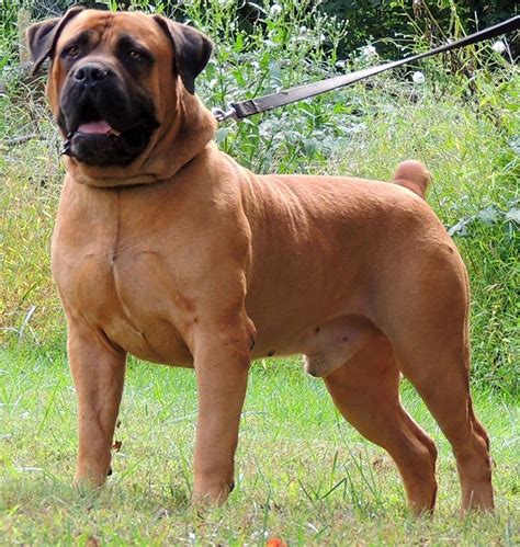 Boerboel Info, Temperament, Puppies, Pictures