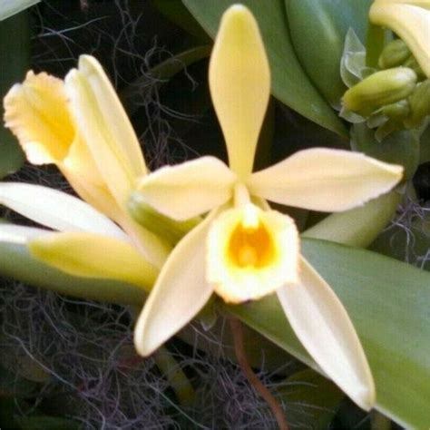 Vanilla Orchid Plant Vanilla Planifolia Starter Madagascar Etsy In