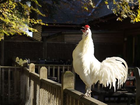 Crowing Cockerel Resistingelk Flickr