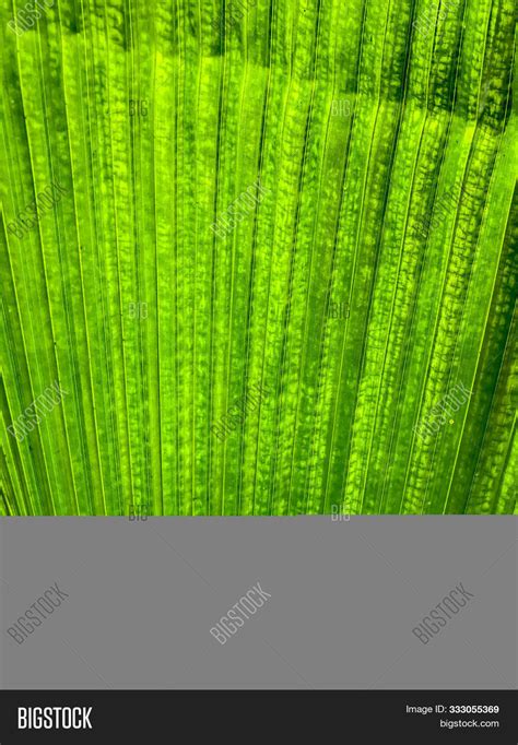 Green Anahaw Leaf. Image & Photo (Free Trial) | Bigstock