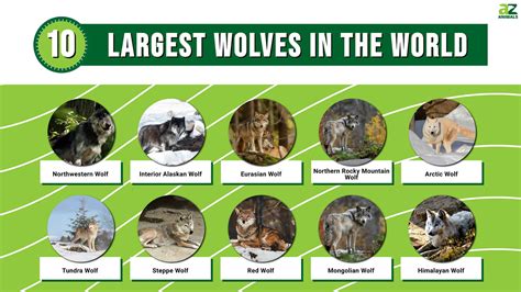 The 10 Largest Wolves In The World A Z Animals