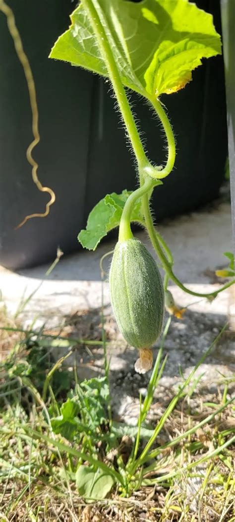 How To Grow Cantaloupe In Containers A Helpful Guide