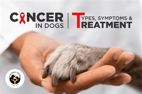 Cancer In Dogs Types Symptoms And Treatments Explained